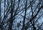 Sharp-shinned Hawk (1)