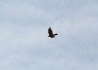 Sharp-shinned Hawk (14)