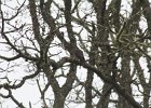 Sharp-shinned Hawk (15)
