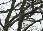 Sharp-shinned Hawk (17)