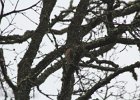 Sharp-shinned Hawk (18)
