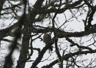 Sharp-shinned Hawk (19)