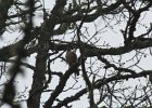 Sharp-shinned Hawk (20)