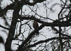 Sharp-shinned Hawk (21)