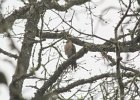 Sharp-shinned Hawk (22)