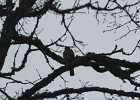 Sharp-shinned Hawk (24)