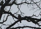 Sharp-shinned Hawk (25)