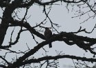 Sharp-shinned Hawk (26)