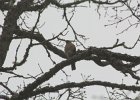 Sharp-shinned Hawk (27)