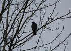 Sharp-shinned Hawk (29)