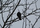 Sharp-shinned Hawk (31)