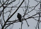 Sharp-shinned Hawk (32)