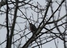 Sharp-shinned Hawk (33)