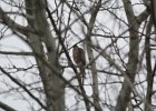 Sharp-shinned Hawk (35)