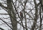 Sharp-shinned Hawk (36)