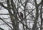 Sharp-shinned Hawk (37)