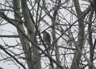 Sharp-shinned Hawk (38)