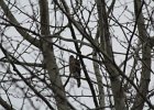 Sharp-shinned Hawk (39)
