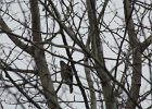 Sharp-shinned Hawk (40)