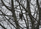 Sharp-shinned Hawk (41)