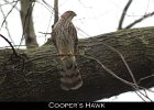 021 - 214 Cooper's Hawk