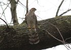 101Cooper's Hawk (19)