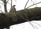 Cooper's Hawk (1)