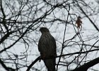 Cooper's Hawk (10)