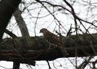 Cooper's Hawk (11)