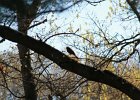 Cooper's Hawk (15)
