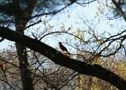 Cooper's Hawk (16)