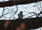 Cooper's Hawk (17)