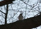 Cooper's Hawk (18)