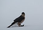 Cooper's Hawk (19)