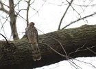 Cooper's Hawk (2)