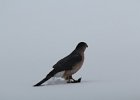 Cooper's Hawk (20)