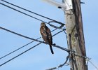 Cooper's Hawk (21)