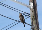Cooper's Hawk (22)