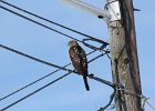 Cooper's Hawk (23)