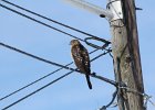 Cooper's Hawk (24)