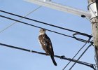 Cooper's Hawk (25)