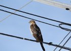 Cooper's Hawk (26)