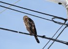 Cooper's Hawk (27)