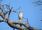 Cooper's Hawk (29)