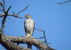Cooper's Hawk (30)