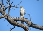 Cooper's Hawk (31)