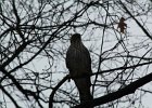 Cooper's Hawk (7)