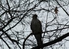 Cooper's Hawk (8)