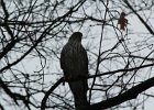 Cooper's Hawk (9)