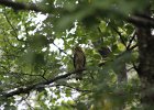 Coopers Hawk (1)